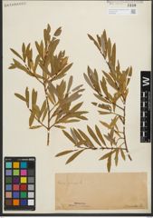 Foto von Salix purpurea L.
